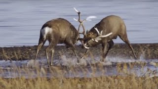 Deer Battle For Dominance  Wild Japan  BBC Earth [upl. by Woothen]