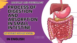 Process of digestion and absorption in small intestine  hormones of small intestine [upl. by Geneva]