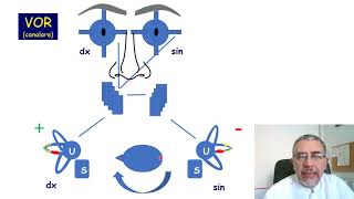 Il riflesso vestibolooculomotore  VOR [upl. by Yorker]