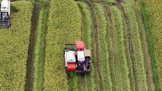 DJI MAVIC 3 PRO CAPTURES HARVEST TIME ON RICE FIELDS OF NORTH COTABATO [upl. by Kulsrud468]