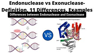 Endonuclease vs Exonuclease Definition 11 Differences Examples [upl. by Enialedam]