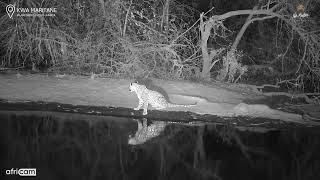 Kwa Maritane Africam Leopard at Kwa Maritane [upl. by Valli]