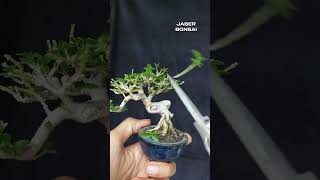 perjalanan bahan bonsai sancang mini dari pertama kali pakai pot kecil bonsai bonsaitree bonsail [upl. by Elvyn281]