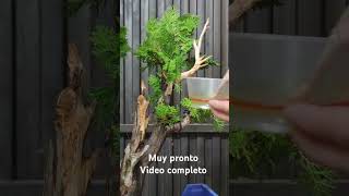 Thuja Occidentalisbonsaiaficionado jardin bonsai [upl. by Medrek]