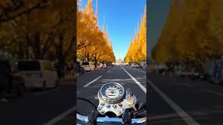 This is ‘ginkgo street’ in the AoyamaGaien area of Tokyo The trees peak mid Nov  early Dec [upl. by Eyar]