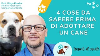 4 cose da sapere prima di adottare un cane [upl. by Shurlocke]