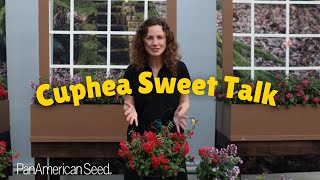 Cuphea Sweet Talk  NEW for 2024 [upl. by Yalahs118]