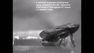 Froghoppers jump from smooth plant surfaces by piercing them with sharp spines [upl. by Anrak]