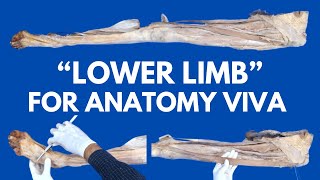 Identification of Lower Limb Muscles Vessels amp Nerves  Anatomy Viva  Cadaveric Anatomy [upl. by Yulma]