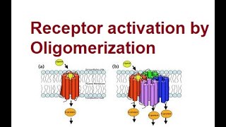 Activation of Receptors by Oligomerization  Mechanism  2024 [upl. by Kandy]