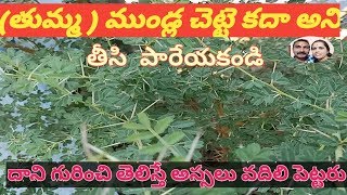 How to get health benefits of babool tree  Thumma chettu Acasia  Telugu  Rajitha village studio [upl. by Edmunda]