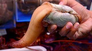 Japanese Street Food  GEODUCK SASHIMI Seafood Japan [upl. by Ishii816]