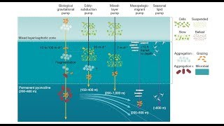 New research offers solution to riddle of ocean carbon storage [upl. by Ahtebbat]