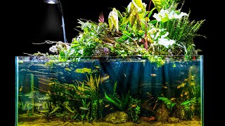 Natural Jungle Aquascape w Emergent Plants Riparium Build [upl. by Paddy302]