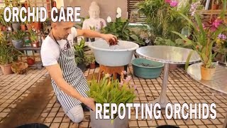 Orchid Care Repotting Orchids Replanting large Orchids [upl. by Savart700]