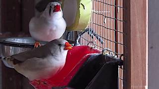 Zebra finches trying new food [upl. by Waldon268]