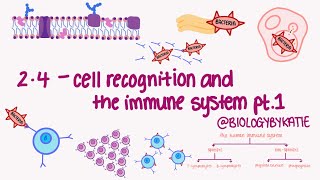 AQA A LEVEL BIOLOGY TOPIC 24  Cell recognition and the immune system [upl. by Kalie71]