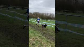 😌😎 dog canicross malinois course [upl. by Atnima]