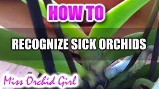 How to recognize sick or healthy Orchids [upl. by Meuser312]