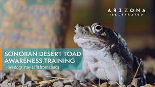 Sonoran Desert Toad Awareness Training Keeping dogs safe from the psychedelic amphibians [upl. by Mcclelland336]