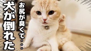 うんち直後の猫のお尻の臭いを嗅いだ犬が倒れちゃいました [upl. by Kellby]