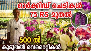 ഓർക്കിഡ് ചെടികൾ 75 RS മുതൽ  Matured And Seedlings Available  ORCHID COMPLETE CARE [upl. by Odareg]