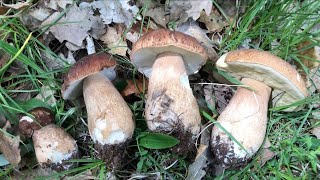 How To Find And Identify Porcini Mushrooms 2023 [upl. by Cairns]