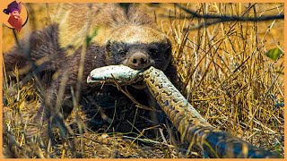 Top 17 Moments When Honey Badgers Show The Competition Just How Nuts They Are [upl. by Oriel41]