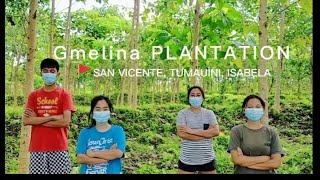 Gmelina Plantation San Vicente Tumauini Isabela [upl. by Ahtiek922]