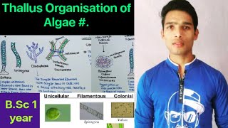 Thallus structure and Organisation Algae [upl. by Hcirdeirf405]