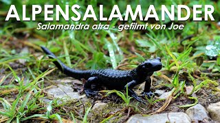 Alpensalamander  Salamandra atra  in freier Natur im Allgäu 2024 [upl. by Gnaig]