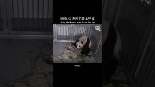 엄마 아이바오 아름다운 순간 The day Aibao became a mother for the first time 푸바오 판다 힐링 귀여운 사랑 fubao panda [upl. by Melva642]