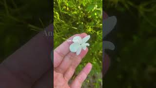 Harvesting Jasmine in Grasse ✔️ fragrance grasse youtubeshort [upl. by Alboran]