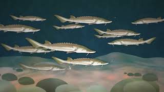 Sturgeon Lifecycle Animation [upl. by Jansen]