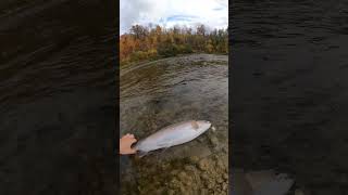 Middle Stretch Grand River Rainbow [upl. by Palma303]