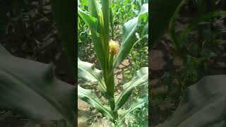 🌽🌽 cornflour farm 🌽🌽 मकाकणीस शेती short youtube short Sunitaghruhinispecial [upl. by Rheba]