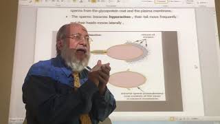 General embryology 9  Fertilization   by dr wahdan [upl. by Desdamonna]