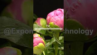 Peonies at Midnight for ExponentialTechnology Shorts [upl. by Zenobia]