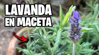 Como Plantar LAVANDA en MACETA 🌿 Cuidados Poda Abono y Riego  La Huerta de Ivan [upl. by Arracot]