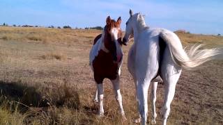 Two horses grooming each other [upl. by Zoarah588]