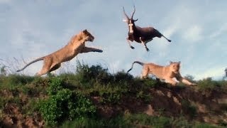 Leaping Lion Catches Antelope In MidAir Attack [upl. by Ardnuek533]