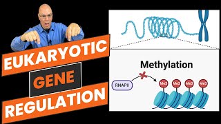 Eukaryotic Gene Regulation What AP Bio Students NEED to Know [upl. by Tecil]