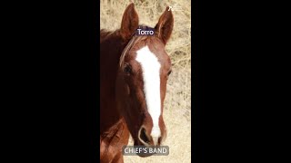 Faces of the Virginia Range Wild Horse Roundup [upl. by Filipe]