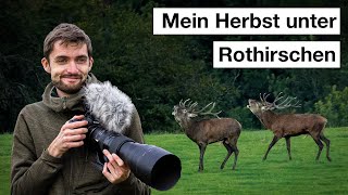 HIRSCHBRUNFT fotografieren  Abenteuer Naturfotografie im Herbst [upl. by Ignace307]