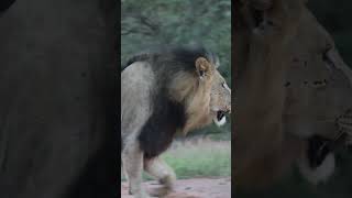 Lion and Rhino who wins the stand off  Marataba Game Reserve  Safari Lodge wildlife safari [upl. by Ogawa]