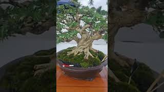 Part 24 Road To Aspac 2024 Ranting Bosman PBBI Gianyar Bali bonsai bonsaitree bonsaiindonesia [upl. by Daye]