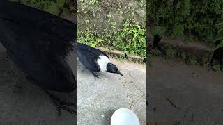 The activities of the special whitefeathered crow 47 birds crow shorts video funny [upl. by Weider801]