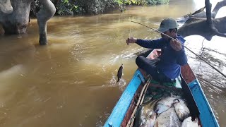 IKAN TAWES DAN IKAN KELABAU JUMBO [upl. by Muffin566]