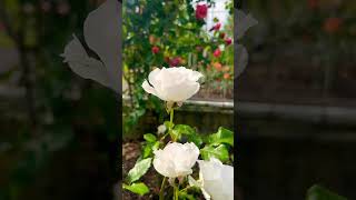 Beautiful white rose roseflowers peace fypシ゚viral fyp fypage [upl. by Adallard]