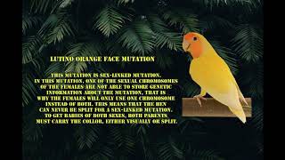 Lutino Orange Face Peach Faced Lovebird [upl. by Nnayrrehs]